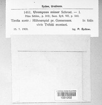 Uromyces minor image